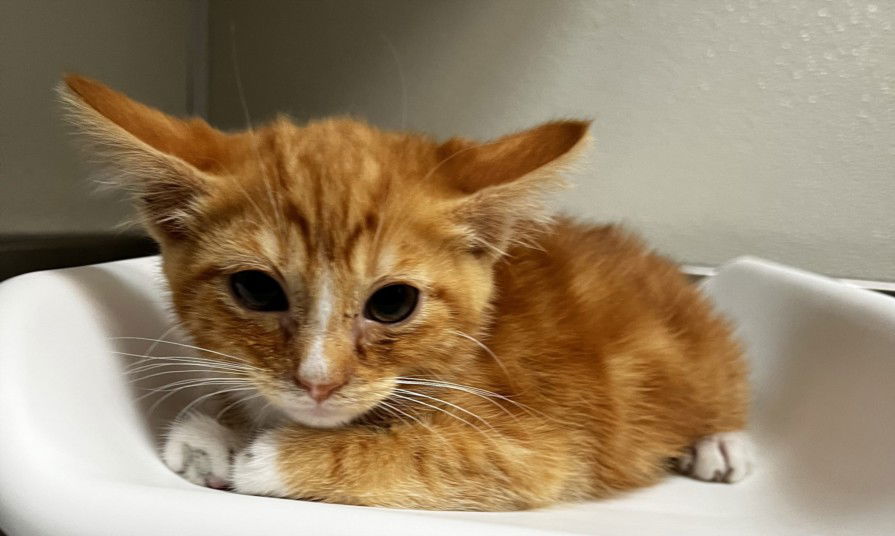 adoptable Cat in Tracy, CA named TANGERINE