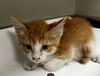 adoptable Cat in tracy, CA named ORANGES