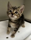 adoptable Cat in tracy, CA named CELERY