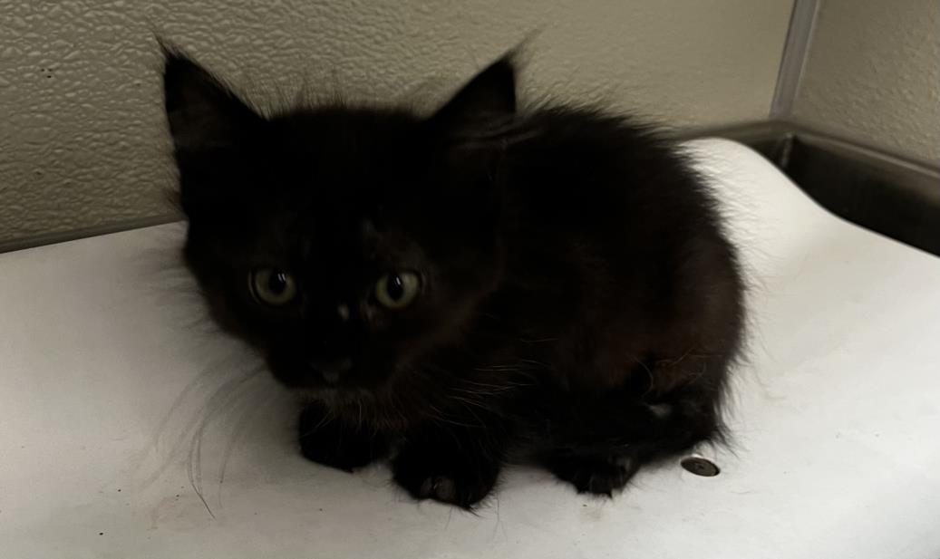 adoptable Cat in Tracy, CA named BIX
