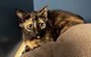 adoptable Cat in tracy, CA named MANGO