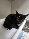 adoptable Cat in tracy, CA named CACTUS