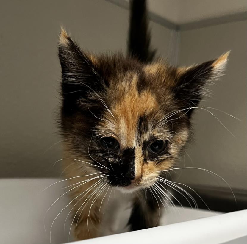 adoptable Cat in Tracy, CA named SPROUT