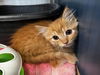 adoptable Cat in tracy, CA named HAZELNUT