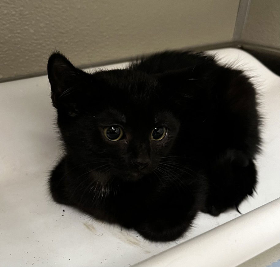 adoptable Cat in Tracy, CA named BROCCOLINI