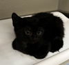 adoptable Cat in tracy, CA named BROCCOLINI