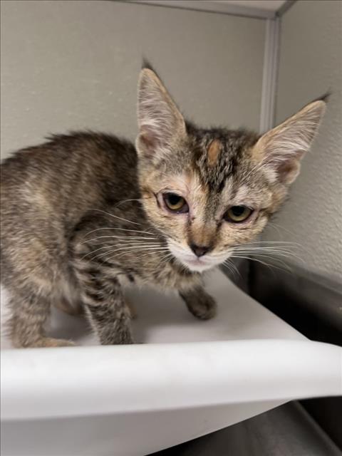 adoptable Cat in Tracy, CA named CARISSA
