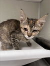 adoptable Cat in tracy, CA named CARISSA