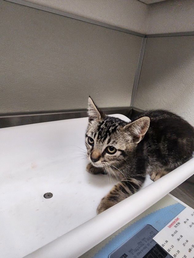 adoptable Cat in Tracy, CA named SAAG