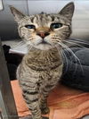 adoptable Cat in tracy, CA named CHERRY