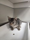 adoptable Cat in tracy, CA named CRANBERRY