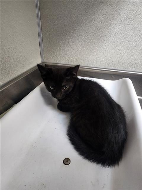 adoptable Cat in Tracy, CA named GHOBI