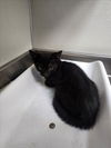 adoptable Cat in tracy, CA named GHOBI