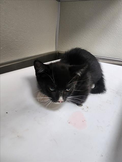 adoptable Cat in Tracy, CA named PEPINO