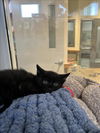adoptable Cat in tracy, CA named GUAVA