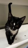 adoptable Cat in tracy, CA named PEAR