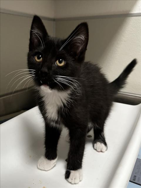 adoptable Cat in Tracy, CA named KALE