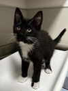 adoptable Cat in tracy, CA named KALE