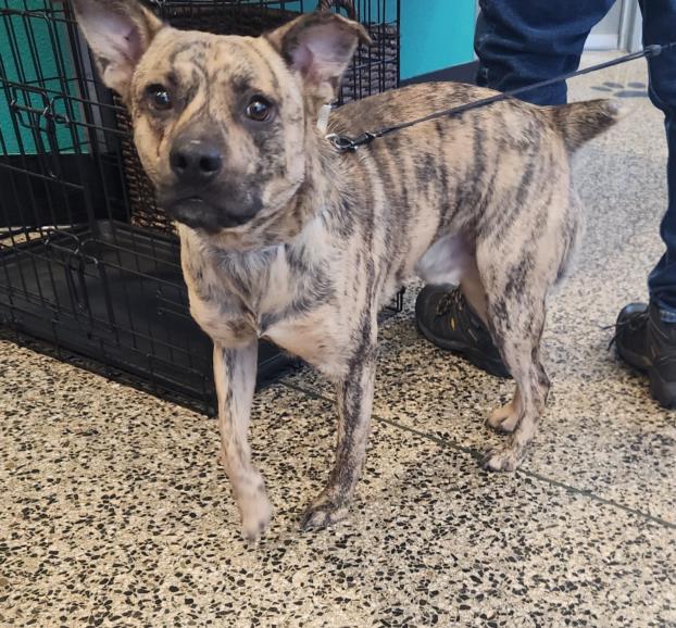 adoptable Dog in Tracy, CA named A045162