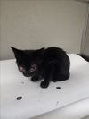 adoptable Cat in tracy, CA named CASHEW