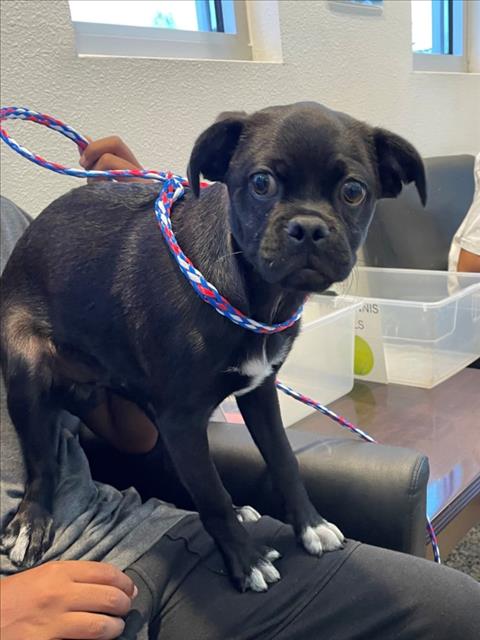 adoptable Dog in Tracy, CA named A045208