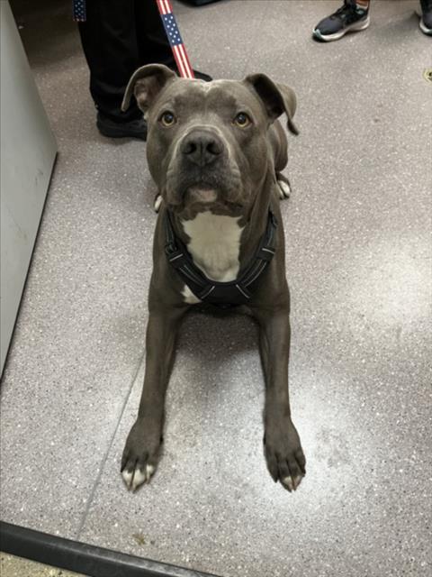 adoptable Dog in Tracy, CA named POMELO