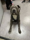 adoptable Dog in  named POMELO