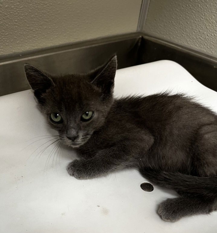 adoptable Cat in Tracy, CA named TAMARILLO