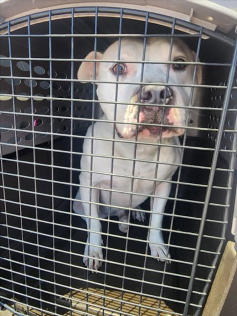 adoptable Dog in Tracy, CA named A045260