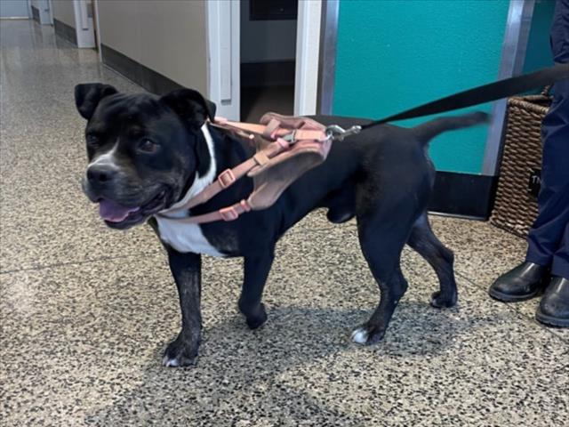 adoptable Dog in Tracy, CA named A045262