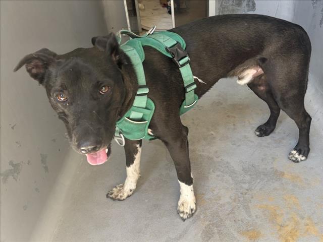 adoptable Dog in Tracy, CA named RAY