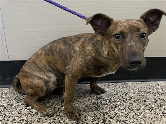 adoptable Dog in Tracy, CA named BLAIR