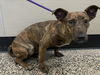 adoptable Dog in tracy, CA named BLAIR