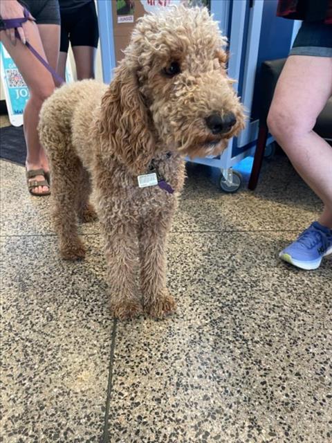 adoptable Dog in Tracy, CA named A045285