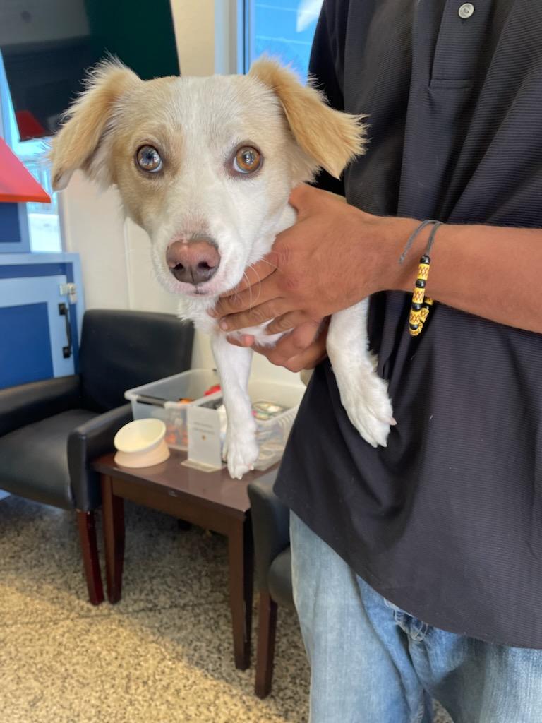 adoptable Dog in Tracy, CA named A045292