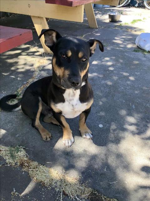 adoptable Dog in Tracy, CA named A045295