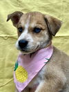 adoptable Dog in tracy, CA named MACY