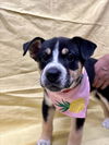 adoptable Dog in tracy, CA named MARLEY