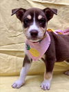 adoptable Dog in tracy, CA named MOCHA