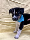 adoptable Dog in tracy, CA named MITCHEL