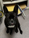 adoptable Dog in  named HARRIET