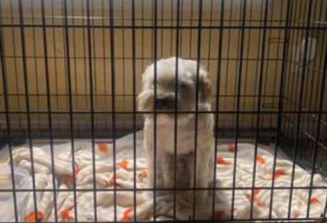 adoptable Dog in Tracy, CA named A045302