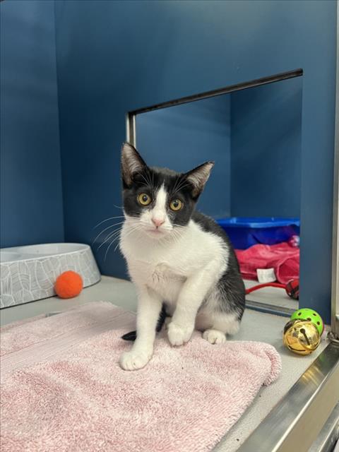 adoptable Cat in Tracy, CA named JESSE
