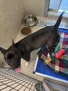adoptable Dog in tracy, CA named JOAN