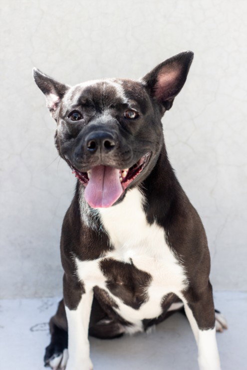 JOAN - Pit Bull Terrier available for adoption