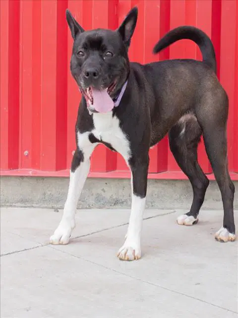 Joan - Pit Bull Terrier