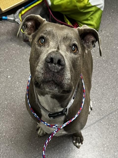 adoptable Dog in Tracy, CA named JACQUIE