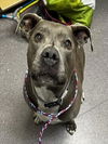 adoptable Dog in tracy, CA named JACQUIE