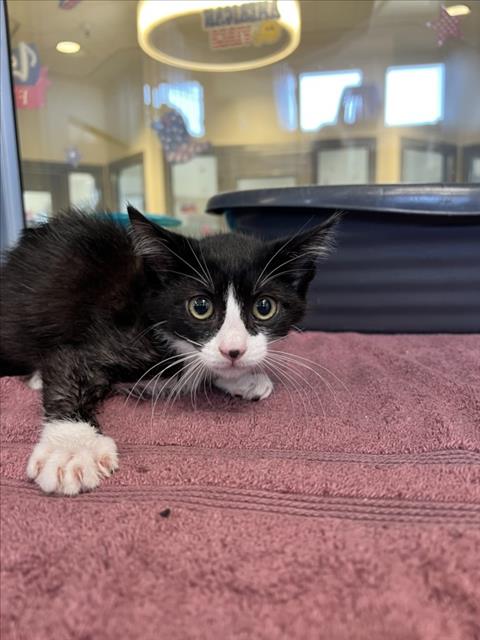 adoptable Cat in Tracy, CA named LAVELLE