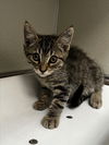 adoptable Cat in tracy, CA named JACK